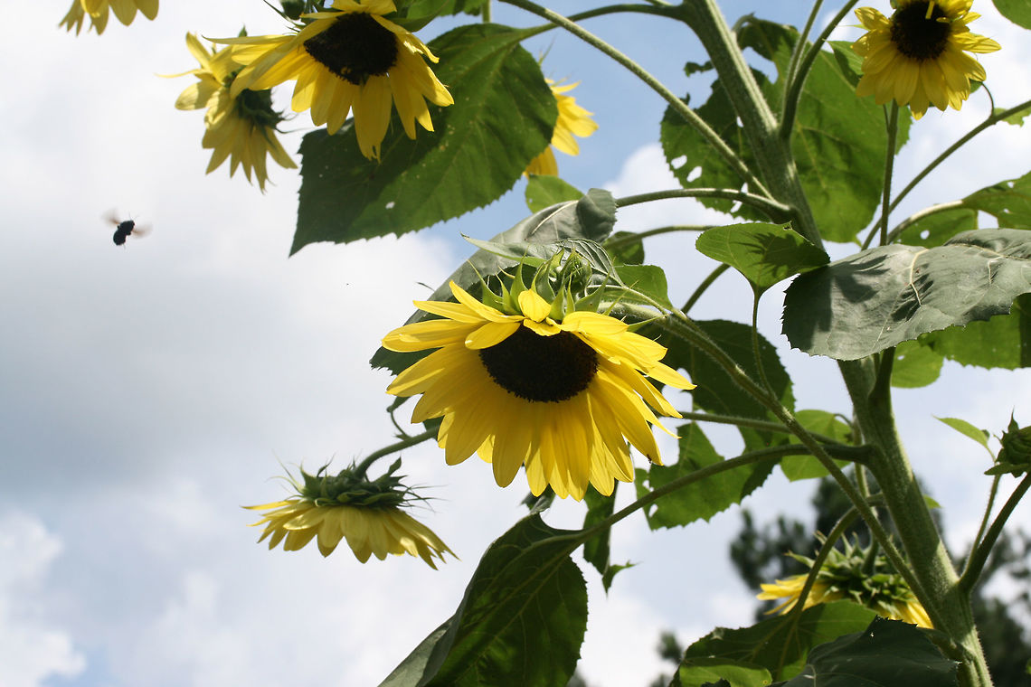 Common Sunflower (Helianthus annuus) Growing on an organic farm in NE Alabama (Etowah County).<br />
<figure class="photo"><a href="https://www.jungledragon.com/image/62707/common_sunflower_helianthus_annuus.html" title="Common Sunflower (Helianthus annuus)"><img src="https://s3.amazonaws.com/media.jungledragon.com/images/3231/62707_thumb.jpg?AWSAccessKeyId=05GMT0V3GWVNE7GGM1R2&Expires=1770854410&Signature=tpmlpKRGQvuIxVo62mzCtEgG5KM%3D" width="200" height="134" alt="Common Sunflower (Helianthus annuus) Growing on an organic farm in NE Alabama (Etowah County).<br />
https://www.jungledragon.com/image/62708/common_sunflower_helianthus_annuus.html Common sunflower,Geotagged,Helianthus annuus,Summer,United States" /></a></figure> Common sunflower,Geotagged,Helianthus annuus,Summer,United States