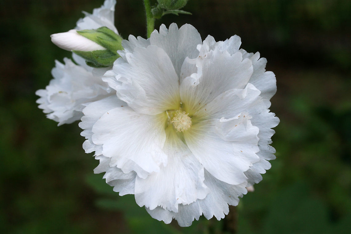 Hollyhock (Alcea rosea) INTRODUCED. Planted at the edge of an organic farm in NE Alabama (Etowah County), US.<br />
<figure class="photo"><a href="https://www.jungledragon.com/image/62744/hollyhock_alcea_rosea.html" title="Hollyhock (Alcea rosea)"><img src="https://s3.amazonaws.com/media.jungledragon.com/images/3231/62744_thumb.jpg?AWSAccessKeyId=05GMT0V3GWVNE7GGM1R2&Expires=1770854410&Signature=IiX5dVQ5jqKwe4oXMmD6OZhTMJQ%3D" width="102" height="152" alt="Hollyhock (Alcea rosea) INTRODUCED. Planted at the edge of an organic farm in NE Alabama (Etowah County), US.<br />
https://www.jungledragon.com/image/62743/hollyhock_alcea_rosea.html Alcea rosea,Geotagged,Summer,United States" /></a></figure> Alcea rosea,Geotagged,Summer,United States