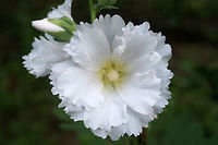 Hollyhock (Alcea rosea) INTRODUCED. Planted at the edge of an organic farm in NE Alabama (Etowah County), US.<br />
https://www.jungledragon.com/image/62744/hollyhock_alcea_rosea.html Alcea rosea,Geotagged,Summer,United States