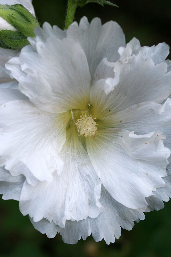Hollyhock (Alcea rosea) INTRODUCED. Planted at the edge of an organic farm in NE Alabama (Etowah County), US.<br />
<figure class="photo"><a href="https://www.jungledragon.com/image/62743/hollyhock_alcea_rosea.html" title="Hollyhock (Alcea rosea)"><img src="https://s3.amazonaws.com/media.jungledragon.com/images/3231/62743_thumb.jpg?AWSAccessKeyId=05GMT0V3GWVNE7GGM1R2&Expires=1759968010&Signature=%2FQiwWhu3WOB4vVPcyZzNHso6QNk%3D" width="200" height="134" alt="Hollyhock (Alcea rosea) INTRODUCED. Planted at the edge of an organic farm in NE Alabama (Etowah County), US.<br />
https://www.jungledragon.com/image/62744/hollyhock_alcea_rosea.html Alcea rosea,Geotagged,Summer,United States" /></a></figure> Alcea rosea,Geotagged,Summer,United States