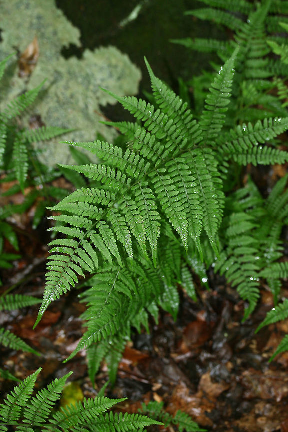 Lady Fern (Athyrium filix-femina) Growing along a streamside in a wooded area in NW Georgia (Cobb County), US.<br />
<figure class="photo"><a href="https://www.jungledragon.com/image/62746/lady_fern_athyrium_filix-femina.html" title="Lady Fern (Athyrium filix-femina)"><img src="https://s3.amazonaws.com/media.jungledragon.com/images/3231/62746_thumb.jpg?AWSAccessKeyId=05GMT0V3GWVNE7GGM1R2&Expires=1767225610&Signature=QzPH2KaM39mMNsP43B5V0ieFMBc%3D" width="102" height="152" alt="Lady Fern (Athyrium filix-femina) Growing along a streamside in a wooded area in NW Georgia (Cobb County), US.<br />
https://www.jungledragon.com/image/62745/lady_fern_athyrium_filix-femina.html Athyrium filix-femina,Geotagged,Lady Fern,Summer,United States" /></a></figure> Athyrium filix-femina,Geotagged,Lady Fern,Summer,United States