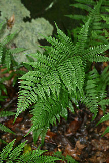 Lady Fern (Athyrium filix-femina) Growing along a streamside in a wooded area in NW Georgia (Cobb County), US.
https://www.jungledragon.com/image/62746/lady_fern_athyrium_filix-femina.html Athyrium filix-femina,Geotagged,Lady Fern,Summer,United States