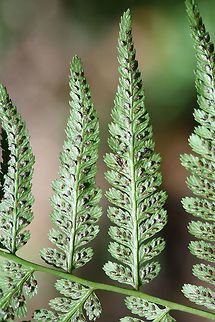 Lady Fern (Athyrium filix-femina) Growing along a streamside in a wooded area in NW Georgia (Cobb County), US.
https://www.jungledragon.com/image/62745/lady_fern_athyrium_filix-femina.html Athyrium filix-femina,Geotagged,Lady Fern,Summer,United States