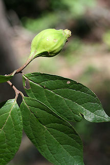 Carolina Sweet Shrub (Calycanthus floridus) NATIVE. Growing in a dense mixed hardwood/coniferous forest in NW Georgia (Gordon County), US.

This deciduous shrub fills the air with a fruity fragrance from spring until early fall! One of my favorites in the South!


Leaves and fruit!
Photos of the flowers back in April:
https://www.jungledragon.com/image/62748/carolina_sweet_shrub_calycanthus_floridus.html
https://www.jungledragon.com/image/62751/carolina_sweet_shrub_calycanthus_floridus.html Calycanthus floridus,Carolina Sweetshrub,Geotagged,Summer,United States