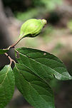 Carolina Sweet Shrub (Calycanthus floridus) NATIVE. Growing in a dense mixed hardwood/coniferous forest in NW Georgia (Gordon County), US.<br />
<br />
This deciduous shrub fills the air with a fruity fragrance from spring until early fall! One of my favorites in the South!<br />
<br />
<br />
Leaves and fruit!<br />
Photos of the flowers back in April:<br />
https://www.jungledragon.com/image/62748/carolina_sweet_shrub_calycanthus_floridus.html<br />
https://www.jungledragon.com/image/62751/carolina_sweet_shrub_calycanthus_floridus.html Calycanthus floridus,Carolina Sweetshrub,Geotagged,Summer,United States