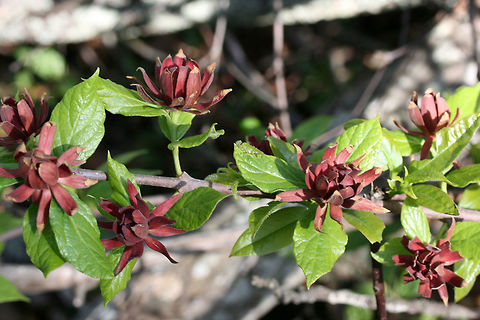 Carolina Sweet Shrub (Calycanthus floridus) Growing in a dense mixed hardwood/coniferous forest in NW Georgia (Gordon County), US.

This deciduous shrub fills the air with a fruity fragrance from spring until early fall! One of my favorites in the South!
https://www.jungledragon.com/image/62751/carolina_sweet_shrub_calycanthus_floridus.html
Photos of the fruit 3 months later.  https://www.jungledragon.com/image/62747/carolina_sweet_shrub_calycanthus_floridus.html Calycanthus floridus,Carolina Sweetshrub,Geotagged,Spring,United States