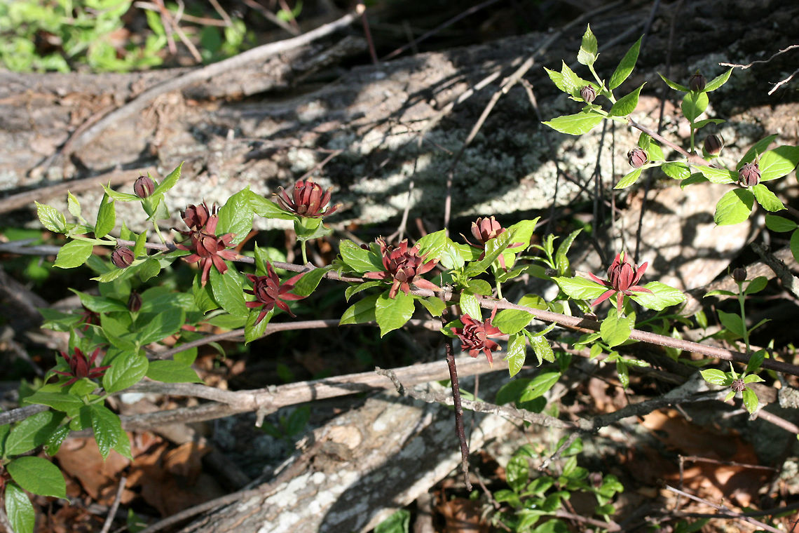 Carolina Sweet Shrub (Calycanthus floridus) Growing in a dense mixed hardwood/coniferous forest in NW Georgia (Gordon County), US.<br />
<br />
This deciduous shrub fills the air with a fruity fragrance from spring until early fall! One of my favorites in the South!<br />
<br />
<figure class="photo"><a href="https://www.jungledragon.com/image/62748/carolina_sweet_shrub_calycanthus_floridus.html" title="Carolina Sweet Shrub (Calycanthus floridus)"><img src="https://s3.amazonaws.com/media.jungledragon.com/images/3231/62748_thumb.JPG?AWSAccessKeyId=05GMT0V3GWVNE7GGM1R2&Expires=1767225610&Signature=abbmYoelOSWfpcHcKnXagiQYSww%3D" width="200" height="134" alt="Carolina Sweet Shrub (Calycanthus floridus) Growing in a dense mixed hardwood/coniferous forest in NW Georgia (Gordon County), US.<br />
<br />
This deciduous shrub fills the air with a fruity fragrance from spring until early fall! One of my favorites in the South!<br />
https://www.jungledragon.com/image/62751/carolina_sweet_shrub_calycanthus_floridus.html<br />
Photos of the fruit 3 months later.  https://www.jungledragon.com/image/62747/carolina_sweet_shrub_calycanthus_floridus.html Calycanthus floridus,Carolina Sweetshrub,Geotagged,Spring,United States" /></a></figure><br />
<br />
Photos of the fruit 3 months later.<br />
<figure class="photo"><a href="https://www.jungledragon.com/image/62747/carolina_sweet_shrub_calycanthus_floridus.html" title="Carolina Sweet Shrub (Calycanthus floridus)"><img src="https://s3.amazonaws.com/media.jungledragon.com/images/3231/62747_thumb.jpg?AWSAccessKeyId=05GMT0V3GWVNE7GGM1R2&Expires=1767225610&Signature=QnG3OvErVsEWxK%2BW0gbGgIKc4%2Bw%3D" width="102" height="152" alt="Carolina Sweet Shrub (Calycanthus floridus) NATIVE. Growing in a dense mixed hardwood/coniferous forest in NW Georgia (Gordon County), US.<br />
<br />
This deciduous shrub fills the air with a fruity fragrance from spring until early fall! One of my favorites in the South!<br />
<br />
<br />
Leaves and fruit!<br />
Photos of the flowers back in April:<br />
https://www.jungledragon.com/image/62748/carolina_sweet_shrub_calycanthus_floridus.html<br />
https://www.jungledragon.com/image/62751/carolina_sweet_shrub_calycanthus_floridus.html Calycanthus floridus,Carolina Sweetshrub,Geotagged,Summer,United States" /></a></figure> Calycanthus floridus,Carolina Sweetshrub,Geotagged,Spring,United States