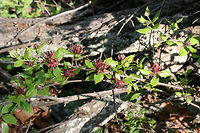 Carolina Sweet Shrub (Calycanthus floridus) Growing in a dense mixed hardwood/coniferous forest in NW Georgia (Gordon County), US.<br />
<br />
This deciduous shrub fills the air with a fruity fragrance from spring until early fall! One of my favorites in the South!<br />
<br />
https://www.jungledragon.com/image/62748/carolina_sweet_shrub_calycanthus_floridus.html<br />
<br />
Photos of the fruit 3 months later.<br />
https://www.jungledragon.com/image/62747/carolina_sweet_shrub_calycanthus_floridus.html Calycanthus floridus,Carolina Sweetshrub,Geotagged,Spring,United States
