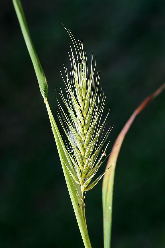 Virginia Wild Rye (Elymus virginicus) NATIVE. Growing in an overgrown backyard habitat in NW Georgia (Gordon County), US.<br />
<figure class="photo"><a href="https://www.jungledragon.com/image/62753/virginia_wild_rye_elymus_virginicus.html" title="Virginia Wild Rye (Elymus virginicus)"><img src="https://s3.amazonaws.com/media.jungledragon.com/images/3231/62753_thumb.jpg?AWSAccessKeyId=05GMT0V3GWVNE7GGM1R2&Expires=1769040010&Signature=%2FJqg5WS%2F8HdGg8KxHXFcPnRLpHs%3D" width="200" height="134" alt="Virginia Wild Rye (Elymus virginicus) NATIVE. Growing in an overgrown backyard habitat in NW Georgia (Gordon County), US.<br />
https://www.jungledragon.com/image/62752/virginia_wild_rye_elymus_virginicus.html Elymus virginicus,Geotagged,Summer,United States" /></a></figure> Elymus virginicus,Geotagged,Spring,United States