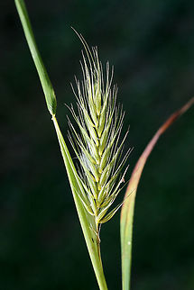 Virginia Wild Rye (Elymus virginicus) NATIVE. Growing in an overgrown backyard habitat in NW Georgia (Gordon County), US.
https://www.jungledragon.com/image/62753/virginia_wild_rye_elymus_virginicus.html Elymus virginicus,Geotagged,Spring,United States