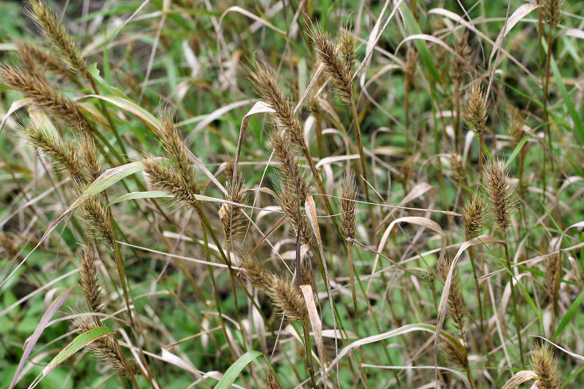 Virginia Wild Rye (Elymus virginicus) NATIVE. Growing in an overgrown backyard habitat in NW Georgia (Gordon County), US.<br />
<figure class="photo"><a href="https://www.jungledragon.com/image/62752/virginia_wild_rye_elymus_virginicus.html" title="Virginia Wild Rye (Elymus virginicus)"><img src="https://s3.amazonaws.com/media.jungledragon.com/images/3231/62752_thumb.jpg?AWSAccessKeyId=05GMT0V3GWVNE7GGM1R2&Expires=1769040010&Signature=VmRQHTSnutnKIwDM%2Bt0zVY%2BeAnM%3D" width="102" height="152" alt="Virginia Wild Rye (Elymus virginicus) NATIVE. Growing in an overgrown backyard habitat in NW Georgia (Gordon County), US.<br />
https://www.jungledragon.com/image/62753/virginia_wild_rye_elymus_virginicus.html Elymus virginicus,Geotagged,Spring,United States" /></a></figure> Elymus virginicus,Geotagged,Summer,United States