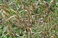 Virginia Wild Rye (Elymus virginicus) NATIVE. Growing in an overgrown backyard habitat in NW Georgia (Gordon County), US.<br />
https://www.jungledragon.com/image/62752/virginia_wild_rye_elymus_virginicus.html Elymus virginicus,Geotagged,Summer,United States