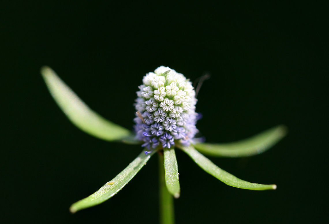 Creeping Eryngo (Eryngium prostratum) NATIVE. Growing in an overgrown backyard habitat in NW Georgia (Gordon County), US. Creeping Eryngo,Eryngium prostratum,Geotagged,Summer,United States
