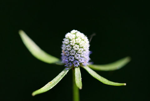 Creeping Eryngo (Eryngium prostratum) NATIVE. Growing in an overgrown backyard habitat in NW Georgia (Gordon County), US. Creeping Eryngo,Eryngium prostratum,Geotagged,Summer,United States