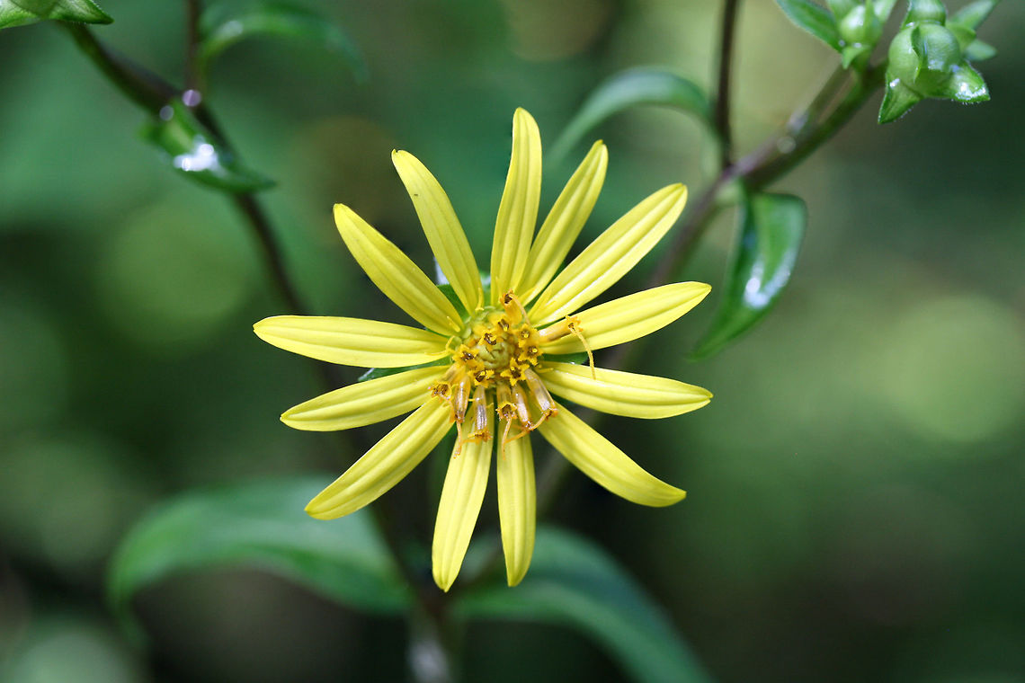 Starry Rosinweed (Silphium asteriscus) NATIVE. Growing at the edge of a dense mixed hardwood/coniferous forest in  NW Georgia (Gordon County), US. Geotagged,Silphium asteriscus,Starry rosinweed,Summer,United States
