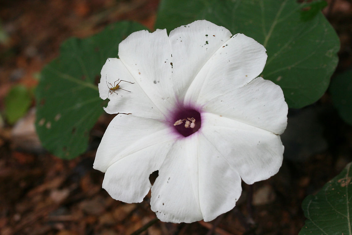 Wild Potato Vine (Ipomoea pandurata) NATIVE. Growing at the disturbed edge of a dense mixed hardwood/coniferous forest in NW Georgia. <br />
<figure class="photo"><a href="https://www.jungledragon.com/image/62760/wild_potato_vine_ipomoea_pandurata.html" title="Wild Potato Vine (Ipomoea pandurata)"><img src="https://s3.amazonaws.com/media.jungledragon.com/images/3231/62760_thumb.jpg?AWSAccessKeyId=05GMT0V3GWVNE7GGM1R2&Expires=1759968010&Signature=NNGF2BH6CBV62V76JK%2FiZcKant4%3D" width="200" height="134" alt="Wild Potato Vine (Ipomoea pandurata) NATIVE. Growing at the disturbed edge of a dense mixed hardwood/coniferous forest in NW Georgia. <br />
https://www.jungledragon.com/image/62758/wild_potato_vine_ipomoea_pandurata.html<br />
https://www.jungledragon.com/image/62761/wild_potato_vine_ipomoea_pandurata.html Geotagged,Ipomoea pandurata,Summer,United States,Wild Potato Vine" /></a></figure><br />
<figure class="photo"><a href="https://www.jungledragon.com/image/62761/wild_potato_vine_ipomoea_pandurata.html" title="Wild Potato Vine (Ipomoea pandurata)"><img src="https://s3.amazonaws.com/media.jungledragon.com/images/3231/62761_thumb.jpg?AWSAccessKeyId=05GMT0V3GWVNE7GGM1R2&Expires=1759968010&Signature=9nTvQ1dQTUL4PE3CKWNdHQihhbw%3D" width="200" height="134" alt="Wild Potato Vine (Ipomoea pandurata) NATIVE. Growing at the disturbed edge of a dense mixed hardwood/coniferous forest in NW Georgia. <br />
https://www.jungledragon.com/image/62758/wild_potato_vine_ipomoea_pandurata.html<br />
https://www.jungledragon.com/image/62760/wild_potato_vine_ipomoea_pandurata.html Geotagged,Ipomoea pandurata,Summer,United States,Wild Potato Vine" /></a></figure><br />
 Geotagged,Ipomoea pandurata,Summer,United States,Wild Potato Vine