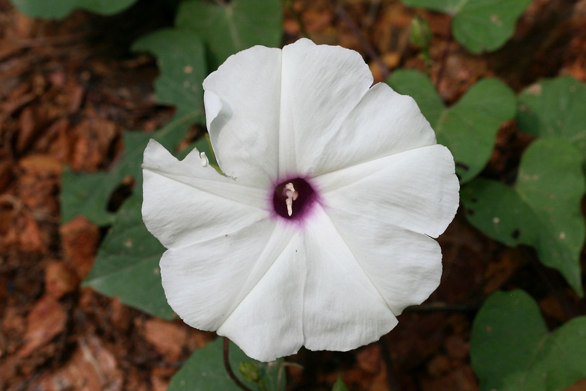 Wild Potato Vine (Ipomoea pandurata) NATIVE. Growing at the disturbed edge of a dense mixed hardwood/coniferous forest in NW Georgia. <br />
<figure class="photo"><a href="https://www.jungledragon.com/image/62758/wild_potato_vine_ipomoea_pandurata.html" title="Wild Potato Vine (Ipomoea pandurata)"><img src="https://s3.amazonaws.com/media.jungledragon.com/images/3231/62758_thumb.jpg?AWSAccessKeyId=05GMT0V3GWVNE7GGM1R2&Expires=1759968010&Signature=l8AD%2FQomnTY0FYRH5wlq2U%2Fdk2w%3D" width="200" height="134" alt="Wild Potato Vine (Ipomoea pandurata) NATIVE. Growing at the disturbed edge of a dense mixed hardwood/coniferous forest in NW Georgia. <br />
https://www.jungledragon.com/image/62760/wild_potato_vine_ipomoea_pandurata.html<br />
https://www.jungledragon.com/image/62761/wild_potato_vine_ipomoea_pandurata.html<br />
 Geotagged,Ipomoea pandurata,Summer,United States,Wild Potato Vine" /></a></figure><br />
<figure class="photo"><a href="https://www.jungledragon.com/image/62761/wild_potato_vine_ipomoea_pandurata.html" title="Wild Potato Vine (Ipomoea pandurata)"><img src="https://s3.amazonaws.com/media.jungledragon.com/images/3231/62761_thumb.jpg?AWSAccessKeyId=05GMT0V3GWVNE7GGM1R2&Expires=1759968010&Signature=9nTvQ1dQTUL4PE3CKWNdHQihhbw%3D" width="200" height="134" alt="Wild Potato Vine (Ipomoea pandurata) NATIVE. Growing at the disturbed edge of a dense mixed hardwood/coniferous forest in NW Georgia. <br />
https://www.jungledragon.com/image/62758/wild_potato_vine_ipomoea_pandurata.html<br />
https://www.jungledragon.com/image/62760/wild_potato_vine_ipomoea_pandurata.html Geotagged,Ipomoea pandurata,Summer,United States,Wild Potato Vine" /></a></figure> Geotagged,Ipomoea pandurata,Summer,United States,Wild Potato Vine