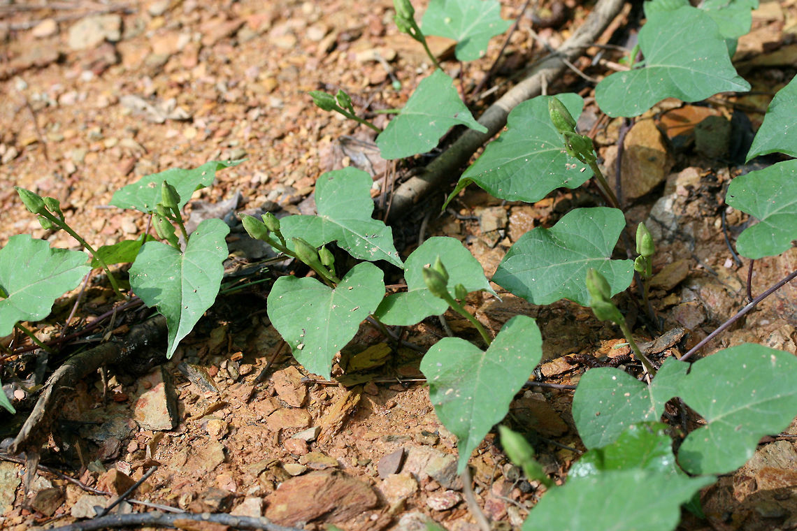 Wild Potato Vine (Ipomoea pandurata) NATIVE. Growing at the disturbed edge of a dense mixed hardwood/coniferous forest in NW Georgia. <br />
<figure class="photo"><a href="https://www.jungledragon.com/image/62758/wild_potato_vine_ipomoea_pandurata.html" title="Wild Potato Vine (Ipomoea pandurata)"><img src="https://s3.amazonaws.com/media.jungledragon.com/images/3231/62758_thumb.jpg?AWSAccessKeyId=05GMT0V3GWVNE7GGM1R2&Expires=1770854410&Signature=BXuvoYG3UUEVvvoVc2ngBuUZgTM%3D" width="200" height="134" alt="Wild Potato Vine (Ipomoea pandurata) NATIVE. Growing at the disturbed edge of a dense mixed hardwood/coniferous forest in NW Georgia. <br />
https://www.jungledragon.com/image/62760/wild_potato_vine_ipomoea_pandurata.html<br />
https://www.jungledragon.com/image/62761/wild_potato_vine_ipomoea_pandurata.html<br />
 Geotagged,Ipomoea pandurata,Summer,United States,Wild Potato Vine" /></a></figure><br />
<figure class="photo"><a href="https://www.jungledragon.com/image/62760/wild_potato_vine_ipomoea_pandurata.html" title="Wild Potato Vine (Ipomoea pandurata)"><img src="https://s3.amazonaws.com/media.jungledragon.com/images/3231/62760_thumb.jpg?AWSAccessKeyId=05GMT0V3GWVNE7GGM1R2&Expires=1770854410&Signature=8OiZa7WypfetnnenfFJ6KMyDiVE%3D" width="200" height="134" alt="Wild Potato Vine (Ipomoea pandurata) NATIVE. Growing at the disturbed edge of a dense mixed hardwood/coniferous forest in NW Georgia. <br />
https://www.jungledragon.com/image/62758/wild_potato_vine_ipomoea_pandurata.html<br />
https://www.jungledragon.com/image/62761/wild_potato_vine_ipomoea_pandurata.html Geotagged,Ipomoea pandurata,Summer,United States,Wild Potato Vine" /></a></figure> Geotagged,Ipomoea pandurata,Summer,United States,Wild Potato Vine