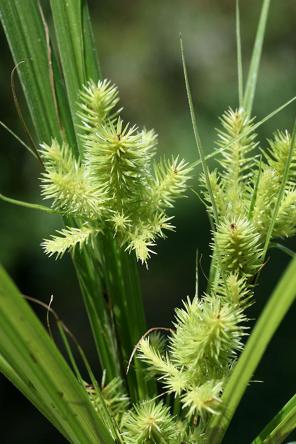 Flatsedge - Cyperus sp. Working on an ID on this one!<br />
<br />
Growing in a drainage area in an overgrown backyard habitat in NW Georgia (Gordon County), US. Geotagged,Summer,United States