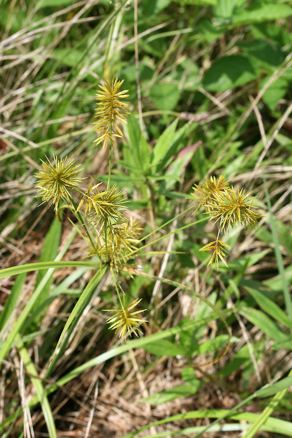 Flatsedge #2 - Cyperus sp. Yet another flatsedge on my list to ID! I'll update once I've keyed it out!<br />
<br />
Growing in an overgrown backyard habitat in NW Georgia (Gordon County), US.
