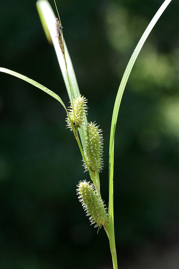 Carex aureolensis In an overgrown backyard habitat in NW Georgia (Gordon County), US.<br />
<figure class="photo"><a href="https://www.jungledragon.com/image/62837/carex_aureolensis_-_spike_cross-section.html" title="Carex aureolensis - Spike Cross-section"><img src="https://s3.amazonaws.com/media.jungledragon.com/images/3231/62837_thumb.jpg?AWSAccessKeyId=05GMT0V3GWVNE7GGM1R2&Expires=1769040010&Signature=w%2FW0a4sPSqa7tL5kRcDVOxexCfE%3D" width="200" height="140" alt="Carex aureolensis - Spike Cross-section In an overgrown backyard habitat in NW Georgia (Gordon County), US.<br />
<br />
https://www.jungledragon.com/image/62836/carex_aureolensis.html Carex frankii,Frank's Sedge,Geotagged,Summer,United States" /></a></figure> Carex aureolensis,Carex frankii,Frank's Sedge,Geotagged,Spring,United States