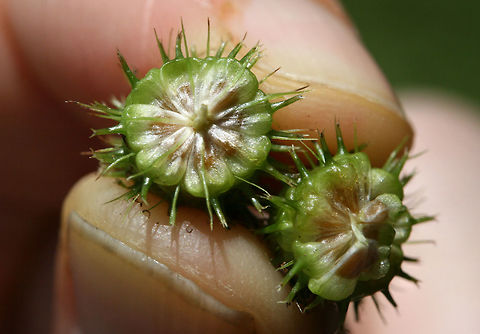 Carex aureolensis - Spike Cross-section In an overgrown backyard habitat in NW Georgia (Gordon County), US.

https://www.jungledragon.com/image/62836/carex_aureolensis.html Carex frankii,Frank's Sedge,Geotagged,Summer,United States