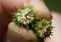 Carex aureolensis - Spike Cross-section In an overgrown backyard habitat in NW Georgia (Gordon County), US.<br />
<br />
https://www.jungledragon.com/image/62836/carex_aureolensis.html Carex frankii,Frank's Sedge,Geotagged,Summer,United States