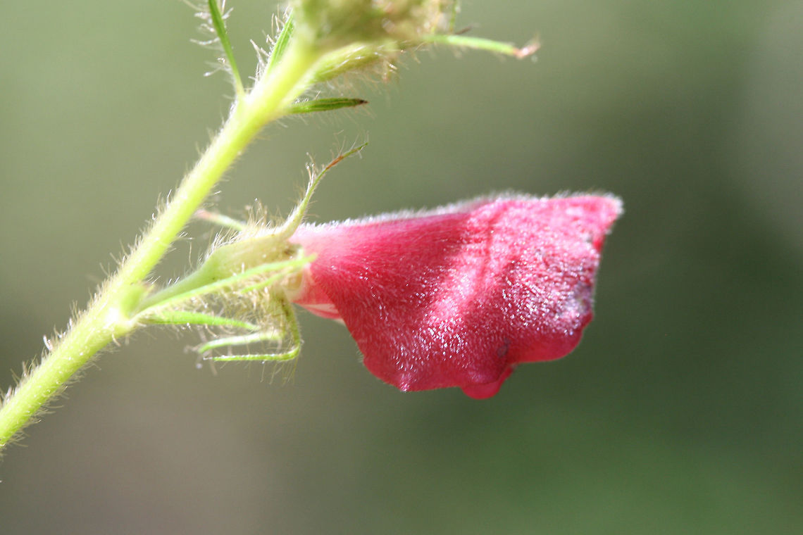 Spiked Hoarypea  (Tephrosia spicata)- NATIVE. Growing at the edge of a wooded area in a backyard habitat in NE Alabama (Cherokee County), AL.<br />
<figure class="photo"><a href="https://www.jungledragon.com/image/62841/spiked_hoarypea_tephrosia_spicata-.html" title="Spiked Hoarypea  (Tephrosia spicata)-"><img src="https://s3.amazonaws.com/media.jungledragon.com/images/3231/62841_thumb.jpg?AWSAccessKeyId=05GMT0V3GWVNE7GGM1R2&Expires=1770854410&Signature=Gr4AGp3bh4m8oZBiTKrerhP76rE%3D" width="102" height="152" alt="Spiked Hoarypea  (Tephrosia spicata)- NATIVE. Growing at the edge of a wooded area in a backyard habitat in NE Alabama (Cherokee County), AL.<br />
https://www.jungledragon.com/image/62842/spiked_hoarypea_tephrosia_spicata-.html<br />
https://www.jungledragon.com/image/62843/spiked_hoarypea_tephrosia_spicata-.html Geotagged,Spiked Hoarypea,Summer,Tephrosia spicata,United States" /></a></figure><br />
<figure class="photo"><a href="https://www.jungledragon.com/image/62843/spiked_hoarypea_tephrosia_spicata-.html" title="Spiked Hoarypea  (Tephrosia spicata)-"><img src="https://s3.amazonaws.com/media.jungledragon.com/images/3231/62843_thumb.jpg?AWSAccessKeyId=05GMT0V3GWVNE7GGM1R2&Expires=1770854410&Signature=IMtbLEmNHGs0A8CM5KiiW1TUCKA%3D" width="102" height="152" alt="Spiked Hoarypea  (Tephrosia spicata)- NATIVE. Growing at the edge of a wooded area in a backyard habitat in NE Alabama (Cherokee County), AL.<br />
https://www.jungledragon.com/image/62842/spiked_hoarypea_tephrosia_spicata-.html<br />
https://www.jungledragon.com/image/62841/spiked_hoarypea_tephrosia_spicata-.html Geotagged,Spiked Hoarypea,Summer,Tephrosia spicata,United States" /></a></figure> Geotagged,Spiked Hoarypea,Summer,Tephrosia spicata,United States