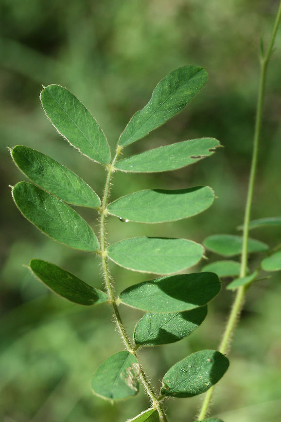 Spiked Hoarypea  (Tephrosia spicata)- NATIVE. Growing at the edge of a wooded area in a backyard habitat in NE Alabama (Cherokee County), AL.<br />
<figure class="photo"><a href="https://www.jungledragon.com/image/62842/spiked_hoarypea_tephrosia_spicata-.html" title="Spiked Hoarypea  (Tephrosia spicata)-"><img src="https://s3.amazonaws.com/media.jungledragon.com/images/3231/62842_thumb.jpg?AWSAccessKeyId=05GMT0V3GWVNE7GGM1R2&Expires=1763596810&Signature=Ogu4FJJ7JA%2FY%2B1Mw%2FuIRctMqF%2Bw%3D" width="200" height="134" alt="Spiked Hoarypea  (Tephrosia spicata)- NATIVE. Growing at the edge of a wooded area in a backyard habitat in NE Alabama (Cherokee County), AL.<br />
https://www.jungledragon.com/image/62841/spiked_hoarypea_tephrosia_spicata-.html<br />
https://www.jungledragon.com/image/62843/spiked_hoarypea_tephrosia_spicata-.html Geotagged,Spiked Hoarypea,Summer,Tephrosia spicata,United States" /></a></figure><br />
<figure class="photo"><a href="https://www.jungledragon.com/image/62841/spiked_hoarypea_tephrosia_spicata-.html" title="Spiked Hoarypea  (Tephrosia spicata)-"><img src="https://s3.amazonaws.com/media.jungledragon.com/images/3231/62841_thumb.jpg?AWSAccessKeyId=05GMT0V3GWVNE7GGM1R2&Expires=1763596810&Signature=h0H4zo0yKWbquJn0GdGvVGZOfek%3D" width="102" height="152" alt="Spiked Hoarypea  (Tephrosia spicata)- NATIVE. Growing at the edge of a wooded area in a backyard habitat in NE Alabama (Cherokee County), AL.<br />
https://www.jungledragon.com/image/62842/spiked_hoarypea_tephrosia_spicata-.html<br />
https://www.jungledragon.com/image/62843/spiked_hoarypea_tephrosia_spicata-.html Geotagged,Spiked Hoarypea,Summer,Tephrosia spicata,United States" /></a></figure> Geotagged,Spiked Hoarypea,Summer,Tephrosia spicata,United States