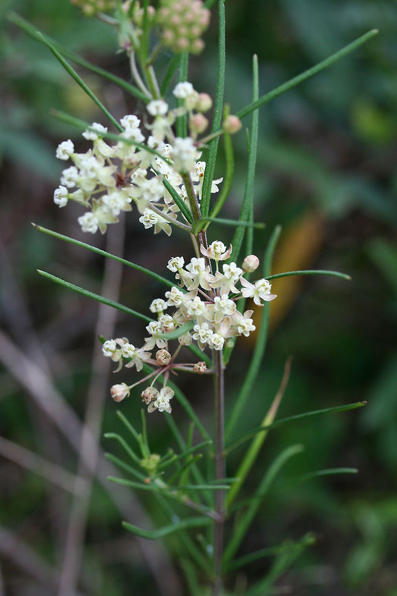 Whorled Milkweed (Asclepias verticillata) NATIVE. Growing in a meadow near the edge of a dense mixed hardwood/coniferous forest in NW Georgia (Gordon County), US.<br />
<br />
<figure class="photo"><a href="https://www.jungledragon.com/image/62845/whorled_milkweed_asclepias_verticillata.html" title="Whorled Milkweed (Asclepias verticillata)"><img src="https://s3.amazonaws.com/media.jungledragon.com/images/3231/62845_thumb.jpg?AWSAccessKeyId=05GMT0V3GWVNE7GGM1R2&Expires=1770854410&Signature=4hsE%2Fiq0F13St1eVkjr6jQ2CJZg%3D" width="102" height="152" alt="Whorled Milkweed (Asclepias verticillata) NATIVE. Growing in a meadow near the edge of a dense mixed hardwood/coniferous forest in NW Georgia (Gordon County), US.<br />
https://www.jungledragon.com/image/62844/whorled_milkweed_asclepias_verticillata.html<br />
<br />
For size reference:<br />
https://www.jungledragon.com/image/62846/whorled_milkweed_asclepias_verticillata.html Asclepias verticillata,Geotagged,Summer,United States" /></a></figure><br />
<br />
For size reference:<br />
<figure class="photo"><a href="https://www.jungledragon.com/image/62846/whorled_milkweed_asclepias_verticillata.html" title="Whorled Milkweed (Asclepias verticillata)"><img src="https://s3.amazonaws.com/media.jungledragon.com/images/3231/62846_thumb.jpg?AWSAccessKeyId=05GMT0V3GWVNE7GGM1R2&Expires=1770854410&Signature=ShbEz4ApmP%2B6ZfoLIRQkM9ihE4c%3D" width="200" height="134" alt="Whorled Milkweed (Asclepias verticillata) NATIVE. Growing in a meadow near the edge of a dense mixed hardwood/coniferous forest in NW Georgia (Gordon County), US.<br />
<br />
Just wanted to give you guys a frame of reference on the size of these flowers! Tiny!<br />
<br />
https://www.jungledragon.com/image/62844/whorled_milkweed_asclepias_verticillata.html<br />
https://www.jungledragon.com/image/62845/whorled_milkweed_asclepias_verticillata.html Asclepias verticillata,Geotagged,Summer,United States" /></a></figure> Asclepias verticillata,Geotagged,Summer,United States