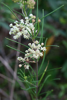 Whorled Milkweed (Asclepias verticillata) NATIVE. Growing in a meadow near the edge of a dense mixed hardwood/coniferous forest in NW Georgia (Gordon County), US.

https://www.jungledragon.com/image/62845/whorled_milkweed_asclepias_verticillata.html

For size reference:
https://www.jungledragon.com/image/62846/whorled_milkweed_asclepias_verticillata.html Asclepias verticillata,Geotagged,Summer,United States