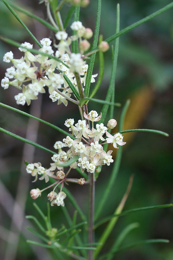 Whorled Milkweed (Asclepias verticillata) NATIVE. Growing in a meadow near the edge of a dense mixed hardwood/coniferous forest in NW Georgia (Gordon County), US.<br />
<figure class="photo"><a href="https://www.jungledragon.com/image/62844/whorled_milkweed_asclepias_verticillata.html" title="Whorled Milkweed (Asclepias verticillata)"><img src="https://s3.amazonaws.com/media.jungledragon.com/images/3231/62844_thumb.jpg?AWSAccessKeyId=05GMT0V3GWVNE7GGM1R2&Expires=1759968010&Signature=xyGLTOeApALS06drlfPaDqwk9Qs%3D" width="102" height="152" alt="Whorled Milkweed (Asclepias verticillata) NATIVE. Growing in a meadow near the edge of a dense mixed hardwood/coniferous forest in NW Georgia (Gordon County), US.<br />
<br />
https://www.jungledragon.com/image/62845/whorled_milkweed_asclepias_verticillata.html<br />
<br />
For size reference:<br />
https://www.jungledragon.com/image/62846/whorled_milkweed_asclepias_verticillata.html Asclepias verticillata,Geotagged,Summer,United States" /></a></figure><br />
<br />
For size reference:<br />
<figure class="photo"><a href="https://www.jungledragon.com/image/62846/whorled_milkweed_asclepias_verticillata.html" title="Whorled Milkweed (Asclepias verticillata)"><img src="https://s3.amazonaws.com/media.jungledragon.com/images/3231/62846_thumb.jpg?AWSAccessKeyId=05GMT0V3GWVNE7GGM1R2&Expires=1759968010&Signature=zDZfs%2BMOEjNFzsVFRPTPem6wpVo%3D" width="200" height="134" alt="Whorled Milkweed (Asclepias verticillata) NATIVE. Growing in a meadow near the edge of a dense mixed hardwood/coniferous forest in NW Georgia (Gordon County), US.<br />
<br />
Just wanted to give you guys a frame of reference on the size of these flowers! Tiny!<br />
<br />
https://www.jungledragon.com/image/62844/whorled_milkweed_asclepias_verticillata.html<br />
https://www.jungledragon.com/image/62845/whorled_milkweed_asclepias_verticillata.html Asclepias verticillata,Geotagged,Summer,United States" /></a></figure> Asclepias verticillata,Geotagged,Summer,United States
