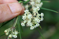 Whorled Milkweed (Asclepias verticillata) NATIVE. Growing in a meadow near the edge of a dense mixed hardwood/coniferous forest in NW Georgia (Gordon County), US.<br />
<br />
Just wanted to give you guys a frame of reference on the size of these flowers! Tiny!<br />
<br />
https://www.jungledragon.com/image/62844/whorled_milkweed_asclepias_verticillata.html<br />
https://www.jungledragon.com/image/62845/whorled_milkweed_asclepias_verticillata.html Asclepias verticillata,Geotagged,Summer,United States