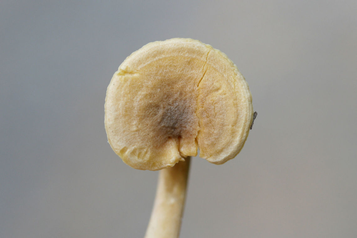 Cantharellus tabernensis Growing at the edge of a path in a mixed forested area in NW Georgia (Floyd County), US. July 1, 2018.<br />
<br />
Tan to pale yellow/orange upper surface. Muted orange fertile surface. Solid stipe.<br />
<br />
I initially thought these were Cantharellus appalachiensis, but it was brought to my attention that C. appalachiensis usually has a hollow stipe. This leaves this ID at either C. tabernensis or an undescribed species. I am holding on to my specimens for further study, but I will leave it at the former.<br />
<figure class="photo"><a href="https://www.jungledragon.com/image/62851/cantharellus_tabernensis.html" title="Cantharellus tabernensis"><img src="https://s3.amazonaws.com/media.jungledragon.com/images/3231/62851_thumb.jpg?AWSAccessKeyId=05GMT0V3GWVNE7GGM1R2&Expires=1763596810&Signature=1MYsrxZsFKA2mEpJ%2FUFTNdVgSUk%3D" width="200" height="134" alt="Cantharellus tabernensis Growing at the edge of a path in a mixed forested area in NW Georgia (Floyd County), US. July 1, 2018.<br />
<br />
Tan to pale yellow/orange upper surface. Muted orange fertile surface. Solid stipe.<br />
<br />
I initially thought these were Cantharellus appalachiensis, but it was brought to my attention that C. appalachiensis usually has a hollow stipe. This leaves this ID at either C. tabernensis or an undescribed species. I am holding on to my specimens for further study, but I will leave it at the former.<br />
<br />
https://www.jungledragon.com/image/62849/cantharellus_tabernensis.html Cantharellus tabernensis,Geotagged,Summer,United States" /></a></figure> Cantharellus tabernensis,Geotagged,Summer,United States