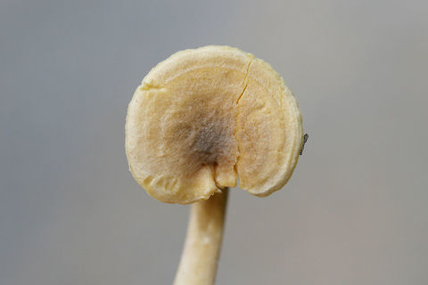 Cantharellus tabernensis Growing at the edge of a path in a mixed forested area in NW Georgia (Floyd County), US. July 1, 2018.

Tan to pale yellow/orange upper surface. Muted orange fertile surface. Solid stipe.

I initially thought these were Cantharellus appalachiensis, but it was brought to my attention that C. appalachiensis usually has a hollow stipe. This leaves this ID at either C. tabernensis or an undescribed species. I am holding on to my specimens for further study, but I will leave it at the former.
https://www.jungledragon.com/image/62851/cantharellus_tabernensis.html Cantharellus tabernensis,Geotagged,Summer,United States