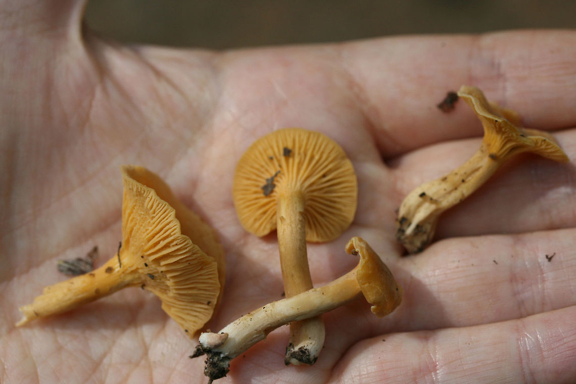 Cantharellus tabernensis Growing at the edge of a path in a mixed forested area in NW Georgia (Floyd County), US. July 1, 2018.<br />
<br />
Tan to pale yellow/orange upper surface. Muted orange fertile surface. Solid stipe.<br />
<br />
I initially thought these were Cantharellus appalachiensis, but it was brought to my attention that C. appalachiensis usually has a hollow stipe. This leaves this ID at either C. tabernensis or an undescribed species. I am holding on to my specimens for further study, but I will leave it at the former.<br />
<br />
<figure class="photo"><a href="https://www.jungledragon.com/image/62849/cantharellus_tabernensis.html" title="Cantharellus tabernensis"><img src="https://s3.amazonaws.com/media.jungledragon.com/images/3231/62849_thumb.jpg?AWSAccessKeyId=05GMT0V3GWVNE7GGM1R2&Expires=1769040010&Signature=yq0Of5gJljMDEjGkTg4X18eisEY%3D" width="200" height="134" alt="Cantharellus tabernensis Growing at the edge of a path in a mixed forested area in NW Georgia (Floyd County), US. July 1, 2018.<br />
<br />
Tan to pale yellow/orange upper surface. Muted orange fertile surface. Solid stipe.<br />
<br />
I initially thought these were Cantharellus appalachiensis, but it was brought to my attention that C. appalachiensis usually has a hollow stipe. This leaves this ID at either C. tabernensis or an undescribed species. I am holding on to my specimens for further study, but I will leave it at the former.<br />
https://www.jungledragon.com/image/62851/cantharellus_tabernensis.html Cantharellus tabernensis,Geotagged,Summer,United States" /></a></figure> Cantharellus tabernensis,Geotagged,Summer,United States