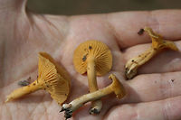 Cantharellus tabernensis Growing at the edge of a path in a mixed forested area in NW Georgia (Floyd County), US. July 1, 2018.<br />
<br />
Tan to pale yellow/orange upper surface. Muted orange fertile surface. Solid stipe.<br />
<br />
I initially thought these were Cantharellus appalachiensis, but it was brought to my attention that C. appalachiensis usually has a hollow stipe. This leaves this ID at either C. tabernensis or an undescribed species. I am holding on to my specimens for further study, but I will leave it at the former.<br />
<br />
https://www.jungledragon.com/image/62849/cantharellus_tabernensis.html Cantharellus tabernensis,Geotagged,Summer,United States