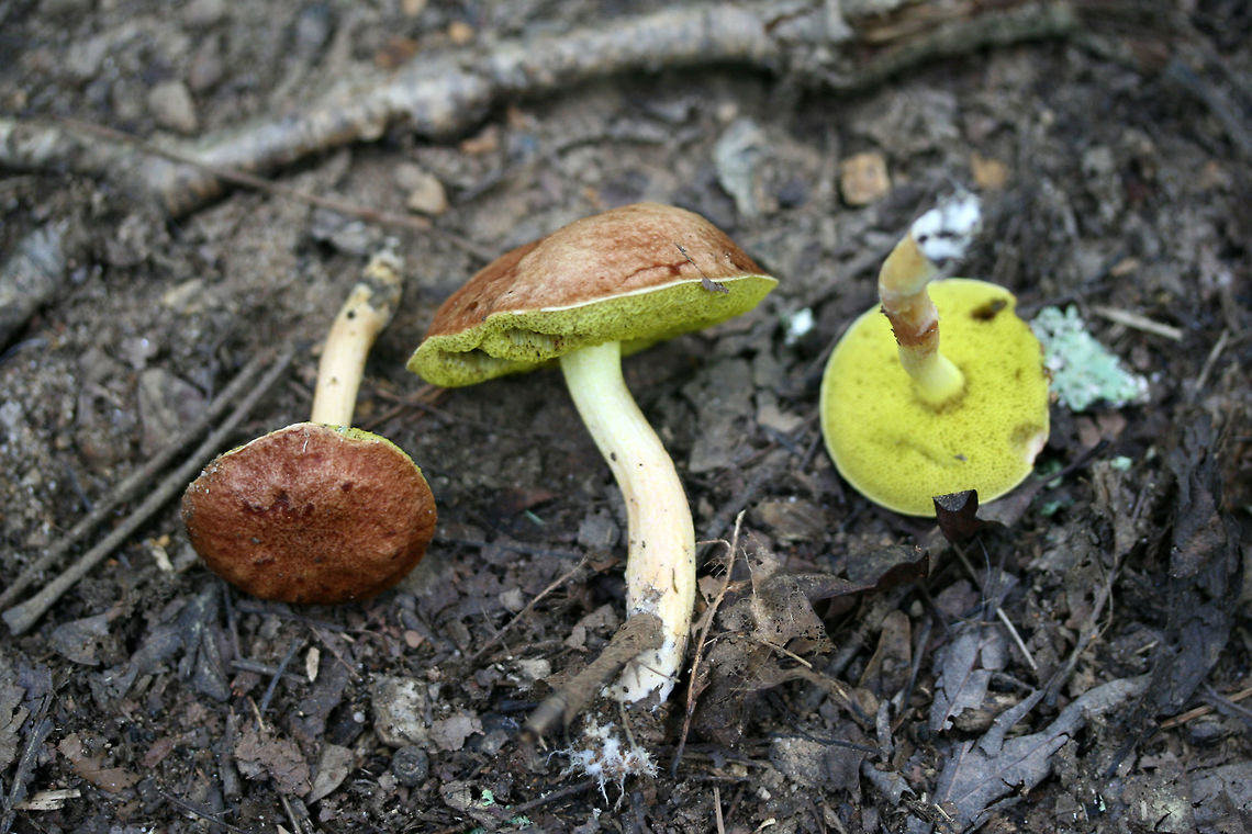 Sour Gold-Pored Bolete (Aureoboletus auriporus) Growing in mulch/leaf litter below oak trees at the edge of a forested trail in Floyd County, GA.<br />
<figure class="photo"><a href="https://www.jungledragon.com/image/62857/sour_gold-pored_bolete_aureoboletus_auriporus.html" title="Sour Gold-Pored Bolete (Aureoboletus auriporus)"><img src="https://s3.amazonaws.com/media.jungledragon.com/images/3231/62857_thumb.jpg?AWSAccessKeyId=05GMT0V3GWVNE7GGM1R2&Expires=1759968010&Signature=DK6riPo7cIANMdKDnXauVIHY%2Fio%3D" width="124" height="152" alt="Sour Gold-Pored Bolete (Aureoboletus auriporus) Growing in mulch/leaf litter below oak trees at the edge of a forested trail in Floyd County, GA.<br />
https://www.jungledragon.com/image/62855/sour_gold-pored_bolete_aureoboletus_auriporus.html Aureoboletus auriporus,Geotagged,Summer,United States" /></a></figure> Aureoboletus auriporus,Geotagged,Summer,United States