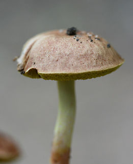 Sour Gold-Pored Bolete (Aureoboletus auriporus) Growing in mulch/leaf litter below oak trees at the edge of a forested trail in Floyd County, GA.
https://www.jungledragon.com/image/62855/sour_gold-pored_bolete_aureoboletus_auriporus.html Aureoboletus auriporus,Geotagged,Summer,United States
