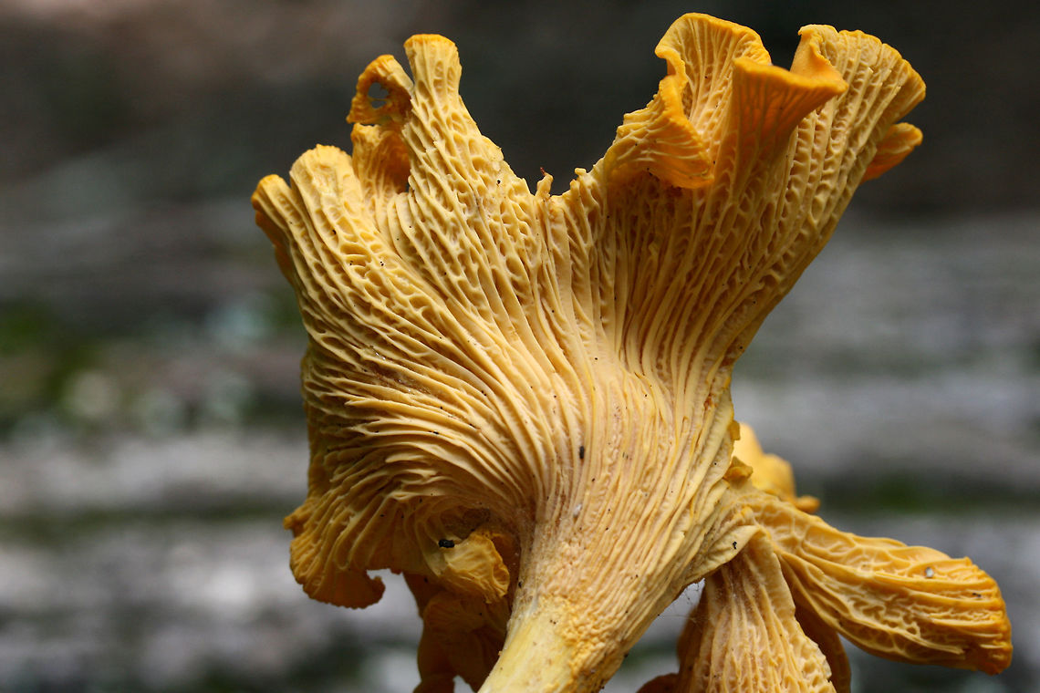 Chanterelle (Cantharellus sp.) Large fruiting bodies growing in moist leaf litter in a forested area in NW Georgia (Floyd County), US. July 1, 2018.<br />
<br />
Stipes are solid. Geotagged,Summer,United States