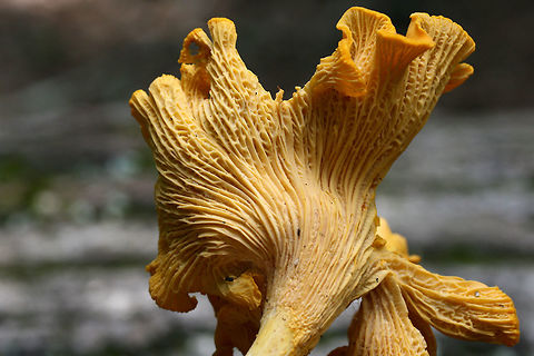 Chanterelle (Cantharellus sp.) Large fruiting bodies growing in moist leaf litter in a forested area in NW Georgia (Floyd County), US. July 1, 2018.

Stipes are solid. Geotagged,Summer,United States
