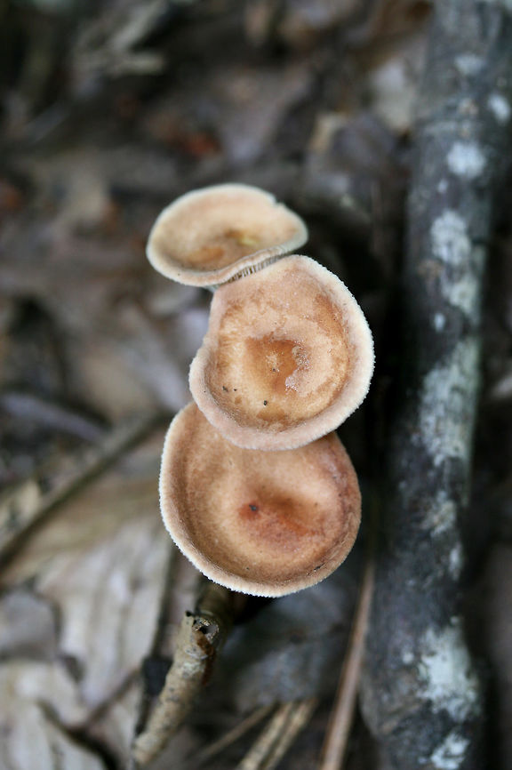 Common Funnel (Infundibulicybe gibba) Small, funnel-shaped mushrooms growing in leaf litter (near a stream) in a forested area. Caps are slightly fuzzy.<br />
<figure class="photo"><a href="https://www.jungledragon.com/image/62907/common_funnel_infundibulicybe_gibba.html" title="Common Funnel (Infundibulicybe gibba)"><img src="https://s3.amazonaws.com/media.jungledragon.com/images/3231/62907_thumb.jpg?AWSAccessKeyId=05GMT0V3GWVNE7GGM1R2&Expires=1767225610&Signature=6Jd3GC12xrWa9vGxLL9ppt5bGdQ%3D" width="200" height="136" alt="Common Funnel (Infundibulicybe gibba) Small, funnel-shaped mushrooms growing in leaf litter (near a stream) in a forested area. Caps are slightly fuzzy.<br />
https://www.jungledragon.com/image/62906/common_funnel_infundibulicybe_gibba.html Geotagged,Infundibulicybe gibba,Summer,United States" /></a></figure> Geotagged,Infundibulicybe gibba,Summer,United States