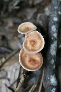 Common Funnel (Infundibulicybe gibba) Small, funnel-shaped mushrooms growing in leaf litter (near a stream) in a forested area. Caps are slightly fuzzy.
https://www.jungledragon.com/image/62907/common_funnel_infundibulicybe_gibba.html Geotagged,Infundibulicybe gibba,Summer,United States