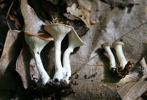 Common Funnel (Infundibulicybe gibba) Small, funnel-shaped mushrooms growing in leaf litter (near a stream) in a forested area. Caps are slightly fuzzy.
https://www.jungledragon.com/image/62906/common_funnel_infundibulicybe_gibba.html Geotagged,Infundibulicybe gibba,Summer,United States