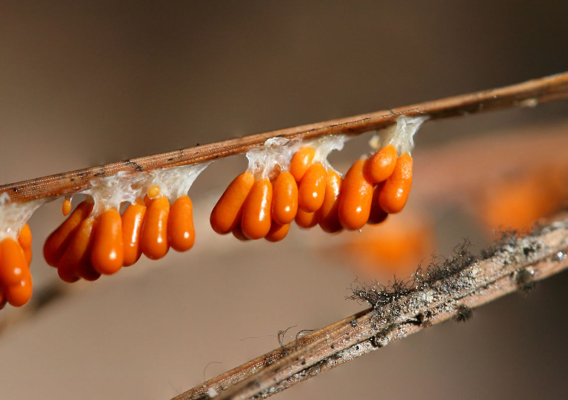Insect-Egg Slime Mold (Leocarpus fragilis) Early fruiting bodies of a slime mold growing on pine needles in a forested area in NW Georgia (Floyd County), US. In this "fruiting body" phase, Leocarpus fragilis is often mistaken for insect eggs.<br />
<br />
Leocarpus fragilis also has a plasmodial stage, usually following periods of rain. When the plasmodium runs out of nutrients, it will differentiate into the egg-like fruiting bodies (pictured here). These structures are specialized sporangia which disperse spores after rupturing. Eggshell Slime Mold,Geotagged,Leocarpus fragilis,Summer,United States