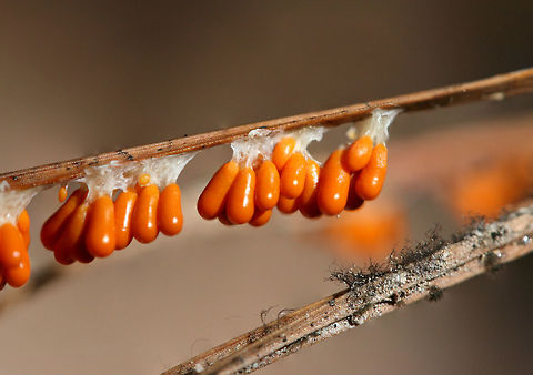 Insect-Egg Slime Mold (Leocarpus fragilis) Early fruiting bodies of a slime mold growing on pine needles in a forested area in NW Georgia (Floyd County), US. In this "fruiting body" phase, Leocarpus fragilis is often mistaken for insect eggs.

Leocarpus fragilis also has a plasmodial stage, usually following periods of rain. When the plasmodium runs out of nutrients, it will differentiate into the egg-like fruiting bodies (pictured here). These structures are specialized sporangia which disperse spores after rupturing. Eggshell Slime Mold,Geotagged,Leocarpus fragilis,Summer,United States
