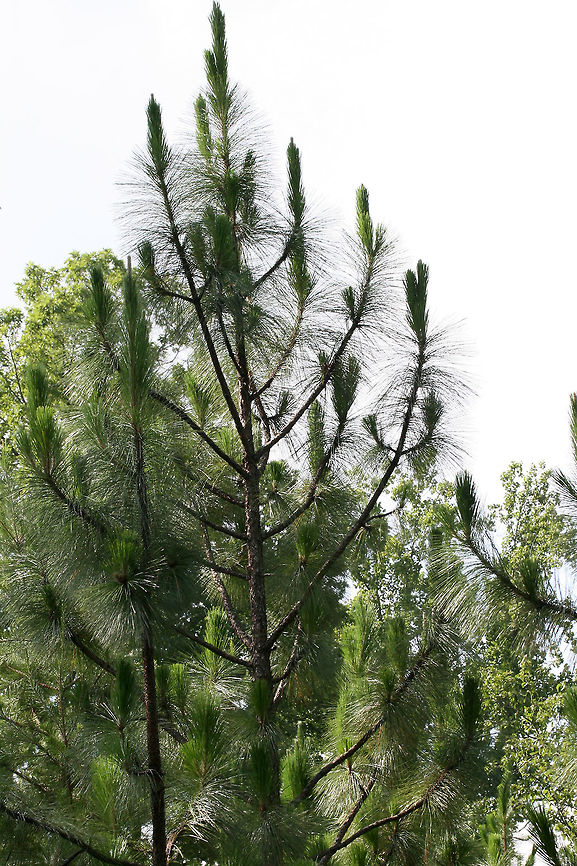 Longleaf Pines (Pinus palustris) ENDANGERED. Growing in a conservation community on the Berry College campus in Rome, Georgia. Several areas have been set aside for longleaf pine ecosystem restoration. <br />
<br />
Before European settlement, longleaf habitats took up nearly 360,000 km2 of the southeastern US. Habitats have been reduced to around 4% of that since then. The disappearance of the longleaf can be attributed to overharvesting and conversion of land to either urban communities, agricultural lands, or industrial pine plantations. Longleaf pines are more resistant to diseases and pests (like the Southern Pine Beetle) but are quickly being replaced by monocultures of Loblolly or Slash pines. Restoration of longleaf ecosystems could also reduce the chances of destructive wildfires as stands are often maintained with prescribed burns. <br />
<br />
<figure class="photo"><a href="https://www.jungledragon.com/image/62964/longleaf_pines_pinus_palustris.html" title="Longleaf Pines (Pinus palustris)"><img src="https://s3.amazonaws.com/media.jungledragon.com/images/3231/62964_thumb.jpg?AWSAccessKeyId=05GMT0V3GWVNE7GGM1R2&Expires=1759968010&Signature=RJXvB8y%2BUq343WvuK%2FvxWgYFZAw%3D" width="102" height="152" alt="Longleaf Pines (Pinus palustris) ENDANGERED. Growing in a conservation community on the Berry College campus in Rome, Georgia. Several areas have been set aside for longleaf pine ecosystem restoration. <br />
<br />
Before European settlement, longleaf habitats took up nearly 360,000 km2 of the southeastern US. Habitats have been reduced to around 4% of that since then. The disappearance of the longleaf can be attributed to overharvesting and conversion of land to either urban communities, agricultural lands, or industrial pine plantations. Longleaf pines are more resistant to diseases and pests (like the Southern Pine Beetle) but are quickly being replaced by monocultures of Loblolly or Slash pines. Restoration of longleaf ecosystems could also reduce the chances of destructive wildfires as stands are often maintained with prescribed burns. <br />
<br />
https://www.jungledragon.com/image/62963/longleaf_pines_pinus_palustris.html<br />
https://www.jungledragon.com/image/62966/longleaf_pine_pinus_palustris.html<br />
<br />
More information on the project and visiting the college campus is here:<br />
https://www.berry.edu/academics/mathsci/longleaf/<br />
https://www.berry.edu/uploadedFiles/Website/Academics/School_-_Math_and_Science/Departments/Biology/Longleaf_Pine_Project/_Assets/Documents/General Longleaf Pine Project Presentation.pdf Geotagged,Longleaf pine,Pinus palustris,Summer,United States,conservation,endangered,endangered species,pine,pine tree,pinus,tree" /></a></figure><br />
<figure class="photo"><a href="https://www.jungledragon.com/image/62966/longleaf_pine_pinus_palustris.html" title="Longleaf Pine (Pinus palustris)"><img src="https://s3.amazonaws.com/media.jungledragon.com/images/3231/62966_thumb.jpg?AWSAccessKeyId=05GMT0V3GWVNE7GGM1R2&Expires=1759968010&Signature=v%2F1BpPSbJ7%2Fk4gfJR3kuFRgF2vI%3D" width="102" height="152" alt="Longleaf Pine (Pinus palustris) ENDANGERED. Growing in a conservation community on the Berry College campus in Rome, Georgia. Several areas have been set aside for longleaf pine ecosystem restoration. <br />
<br />
Before European settlement, longleaf habitats took up nearly 360,000 km2 of the southeastern US. Habitats have been reduced to around 4% of that since then. The disappearance of the longleaf can be attributed to overharvesting and conversion of land to either urban communities, agricultural lands, or industrial pine plantations. Longleaf pines are more resistant to diseases and pests (like the Southern Pine Beetle) but are quickly being replaced by monocultures of Loblolly or Slash pines. Restoration of longleaf ecosystems could also reduce the chances of destructive wildfires as stands are often maintained with prescribed burns. <br />
<br />
https://www.jungledragon.com/image/62963/longleaf_pines_pinus_palustris.html<br />
https://www.jungledragon.com/image/62964/longleaf_pines_pinus_palustris.html<br />
<br />
More information on the project and visiting the college campus is here:<br />
https://www.berry.edu/academics/mathsci/longleaf/<br />
https://www.berry.edu/uploadedFiles/Website/Academics/School_-_Math_and_Science/Departments/Biology/Longleaf_Pine_Project/_Assets/Documents/General Longleaf Pine Project Presentation.pdf<br />
 Geotagged,Longleaf pine,Pinus palustris,Summer,United States,conservation,endangered,endangered species,pine,pine tree,pinus,tree" /></a></figure><br />
More information on the project and visiting the college campus is here:<br />
<a href="https://www.berry.edu/academics/mathsci/longleaf/" rel="nofollow">https://www.berry.edu/academics/mathsci/longleaf/</a><br />
<a href="https://www.berry.edu/uploadedFiles/Website/Academics/School_-_Math_and_Science/Departments/Biology/Longleaf_Pine_Project/_Assets/Documents/General" rel="nofollow">https://www.berry.edu/uploadedFiles/Website/Academics/School_-_Math_and_Science/Departments/Biology/Longleaf_Pine_Project/_Assets/Documents/General</a> Longleaf Pine Project Presentation.pdf Geotagged,Longleaf pine,Pinus palustris,Summer,United States,conservation,endangered,endangered species,pine,pine tree,pinus,tree