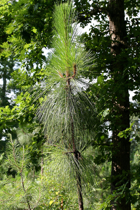 Longleaf Pines (Pinus palustris) ENDANGERED. Growing in a conservation community on the Berry College campus in Rome, Georgia. Several areas have been set aside for longleaf pine ecosystem restoration. <br />
<br />
Before European settlement, longleaf habitats took up nearly 360,000 km2 of the southeastern US. Habitats have been reduced to around 4% of that since then. The disappearance of the longleaf can be attributed to overharvesting and conversion of land to either urban communities, agricultural lands, or industrial pine plantations. Longleaf pines are more resistant to diseases and pests (like the Southern Pine Beetle) but are quickly being replaced by monocultures of Loblolly or Slash pines. Restoration of longleaf ecosystems could also reduce the chances of destructive wildfires as stands are often maintained with prescribed burns. <br />
<br />
<figure class="photo"><a href="https://www.jungledragon.com/image/62963/longleaf_pines_pinus_palustris.html" title="Longleaf Pines (Pinus palustris)"><img src="https://s3.amazonaws.com/media.jungledragon.com/images/3231/62963_thumb.jpg?AWSAccessKeyId=05GMT0V3GWVNE7GGM1R2&Expires=1767225610&Signature=RMcewIwo5Db6eQkVzqAVxfyUcGQ%3D" width="102" height="152" alt="Longleaf Pines (Pinus palustris) ENDANGERED. Growing in a conservation community on the Berry College campus in Rome, Georgia. Several areas have been set aside for longleaf pine ecosystem restoration. <br />
<br />
Before European settlement, longleaf habitats took up nearly 360,000 km2 of the southeastern US. Habitats have been reduced to around 4% of that since then. The disappearance of the longleaf can be attributed to overharvesting and conversion of land to either urban communities, agricultural lands, or industrial pine plantations. Longleaf pines are more resistant to diseases and pests (like the Southern Pine Beetle) but are quickly being replaced by monocultures of Loblolly or Slash pines. Restoration of longleaf ecosystems could also reduce the chances of destructive wildfires as stands are often maintained with prescribed burns. <br />
<br />
https://www.jungledragon.com/image/62964/longleaf_pines_pinus_palustris.html<br />
https://www.jungledragon.com/image/62966/longleaf_pine_pinus_palustris.html<br />
More information on the project and visiting the college campus is here:<br />
https://www.berry.edu/academics/mathsci/longleaf/<br />
https://www.berry.edu/uploadedFiles/Website/Academics/School_-_Math_and_Science/Departments/Biology/Longleaf_Pine_Project/_Assets/Documents/General Longleaf Pine Project Presentation.pdf Geotagged,Longleaf pine,Pinus palustris,Summer,United States,conservation,endangered,endangered species,pine,pine tree,pinus,tree" /></a></figure><br />
<figure class="photo"><a href="https://www.jungledragon.com/image/62966/longleaf_pine_pinus_palustris.html" title="Longleaf Pine (Pinus palustris)"><img src="https://s3.amazonaws.com/media.jungledragon.com/images/3231/62966_thumb.jpg?AWSAccessKeyId=05GMT0V3GWVNE7GGM1R2&Expires=1767225610&Signature=92DbiqoSqL8lDGce5PEpm8xdH7A%3D" width="102" height="152" alt="Longleaf Pine (Pinus palustris) ENDANGERED. Growing in a conservation community on the Berry College campus in Rome, Georgia. Several areas have been set aside for longleaf pine ecosystem restoration. <br />
<br />
Before European settlement, longleaf habitats took up nearly 360,000 km2 of the southeastern US. Habitats have been reduced to around 4% of that since then. The disappearance of the longleaf can be attributed to overharvesting and conversion of land to either urban communities, agricultural lands, or industrial pine plantations. Longleaf pines are more resistant to diseases and pests (like the Southern Pine Beetle) but are quickly being replaced by monocultures of Loblolly or Slash pines. Restoration of longleaf ecosystems could also reduce the chances of destructive wildfires as stands are often maintained with prescribed burns. <br />
<br />
https://www.jungledragon.com/image/62963/longleaf_pines_pinus_palustris.html<br />
https://www.jungledragon.com/image/62964/longleaf_pines_pinus_palustris.html<br />
<br />
More information on the project and visiting the college campus is here:<br />
https://www.berry.edu/academics/mathsci/longleaf/<br />
https://www.berry.edu/uploadedFiles/Website/Academics/School_-_Math_and_Science/Departments/Biology/Longleaf_Pine_Project/_Assets/Documents/General Longleaf Pine Project Presentation.pdf<br />
 Geotagged,Longleaf pine,Pinus palustris,Summer,United States,conservation,endangered,endangered species,pine,pine tree,pinus,tree" /></a></figure><br />
<br />
More information on the project and visiting the college campus is here:<br />
<a href="https://www.berry.edu/academics/mathsci/longleaf/" rel="nofollow">https://www.berry.edu/academics/mathsci/longleaf/</a><br />
<a href="https://www.berry.edu/uploadedFiles/Website/Academics/School_-_Math_and_Science/Departments/Biology/Longleaf_Pine_Project/_Assets/Documents/General" rel="nofollow">https://www.berry.edu/uploadedFiles/Website/Academics/School_-_Math_and_Science/Departments/Biology/Longleaf_Pine_Project/_Assets/Documents/General</a> Longleaf Pine Project Presentation.pdf Geotagged,Longleaf pine,Pinus palustris,Summer,United States,conservation,endangered,endangered species,pine,pine tree,pinus,tree