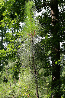 Longleaf Pines (Pinus palustris) ENDANGERED. Growing in a conservation community on the Berry College campus in Rome, Georgia. Several areas have been set aside for longleaf pine ecosystem restoration. 

Before European settlement, longleaf habitats took up nearly 360,000 km2 of the southeastern US. Habitats have been reduced to around 4% of that since then. The disappearance of the longleaf can be attributed to overharvesting and conversion of land to either urban communities, agricultural lands, or industrial pine plantations. Longleaf pines are more resistant to diseases and pests (like the Southern Pine Beetle) but are quickly being replaced by monocultures of Loblolly or Slash pines. Restoration of longleaf ecosystems could also reduce the chances of destructive wildfires as stands are often maintained with prescribed burns. 

https://www.jungledragon.com/image/62963/longleaf_pines_pinus_palustris.html
https://www.jungledragon.com/image/62966/longleaf_pine_pinus_palustris.html

More information on the project and visiting the college campus is here:
https://www.berry.edu/academics/mathsci/longleaf/
https://www.berry.edu/uploadedFiles/Website/Academics/School_-_Math_and_Science/Departments/Biology/Longleaf_Pine_Project/_Assets/Documents/General Longleaf Pine Project Presentation.pdf Geotagged,Longleaf pine,Pinus palustris,Summer,United States,conservation,endangered,endangered species,pine,pine tree,pinus,tree