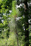 Longleaf Pines (Pinus palustris) ENDANGERED. Growing in a conservation community on the Berry College campus in Rome, Georgia. Several areas have been set aside for longleaf pine ecosystem restoration. <br />
<br />
Before European settlement, longleaf habitats took up nearly 360,000 km2 of the southeastern US. Habitats have been reduced to around 4% of that since then. The disappearance of the longleaf can be attributed to overharvesting and conversion of land to either urban communities, agricultural lands, or industrial pine plantations. Longleaf pines are more resistant to diseases and pests (like the Southern Pine Beetle) but are quickly being replaced by monocultures of Loblolly or Slash pines. Restoration of longleaf ecosystems could also reduce the chances of destructive wildfires as stands are often maintained with prescribed burns. <br />
<br />
https://www.jungledragon.com/image/62963/longleaf_pines_pinus_palustris.html<br />
https://www.jungledragon.com/image/62966/longleaf_pine_pinus_palustris.html<br />
<br />
More information on the project and visiting the college campus is here:<br />
https://www.berry.edu/academics/mathsci/longleaf/<br />
https://www.berry.edu/uploadedFiles/Website/Academics/School_-_Math_and_Science/Departments/Biology/Longleaf_Pine_Project/_Assets/Documents/General Longleaf Pine Project Presentation.pdf Geotagged,Longleaf pine,Pinus palustris,Summer,United States,conservation,endangered,endangered species,pine,pine tree,pinus,tree